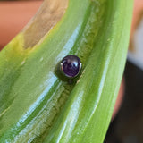 Ball T109 Piercing